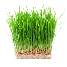 Donate Green Fodder